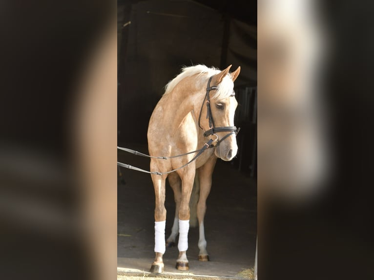 NRPS Gelding 3 years 13,3 hh Palomino in Geilenkirchen