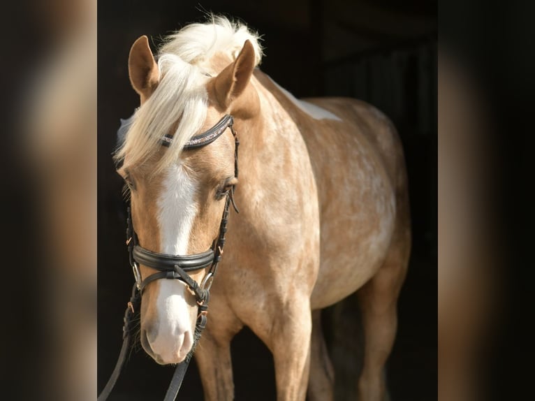NRPS Gelding 3 years 13,3 hh Palomino in Geilenkirchen
