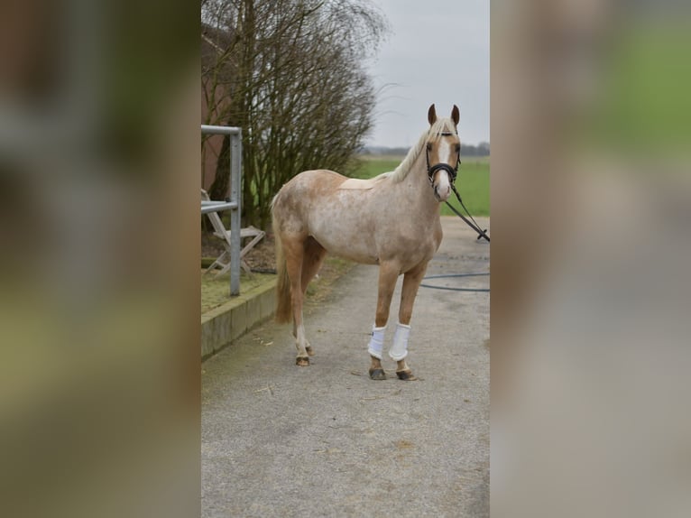 NRPS Gelding 3 years 13,3 hh Palomino in Geilenkirchen