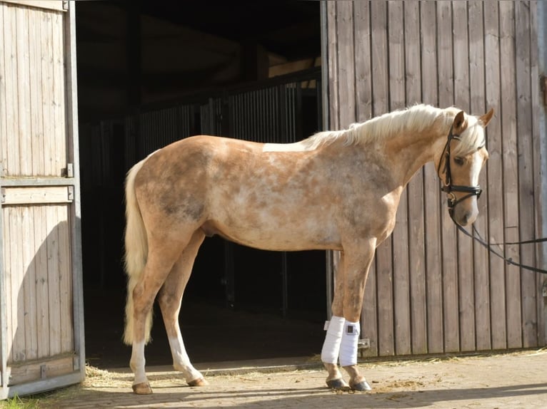 NRPS Gelding 3 years 13,3 hh Palomino in Geilenkirchen
