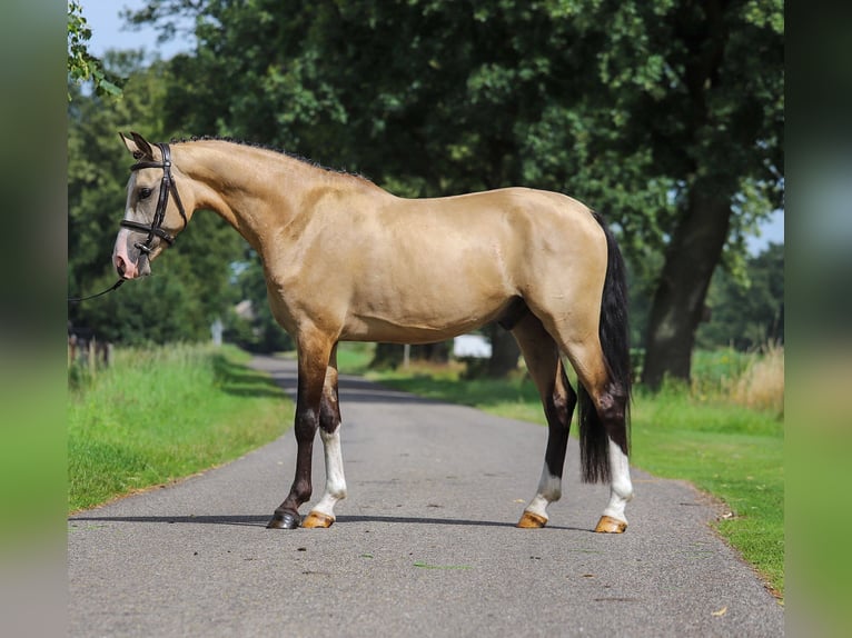 NRPS Gelding 3 years 14,1 hh Buckskin in Asten