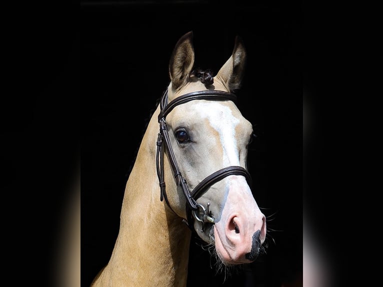 NRPS Gelding 3 years 14,1 hh Buckskin in Asten