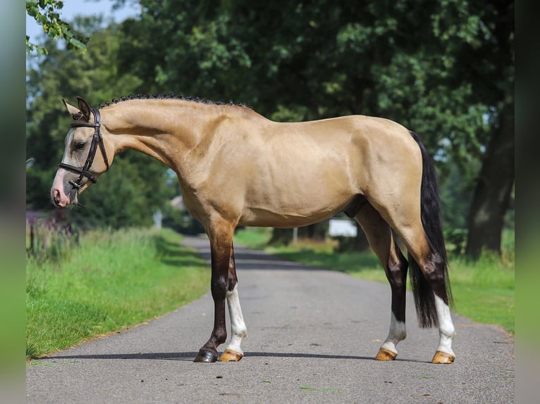 NRPS Gelding 3 years 14,1 hh Buckskin in Asten