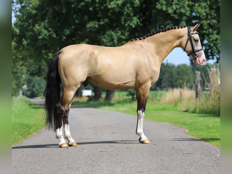 NRPS Gelding 3 years 14,1 hh Buckskin in Asten