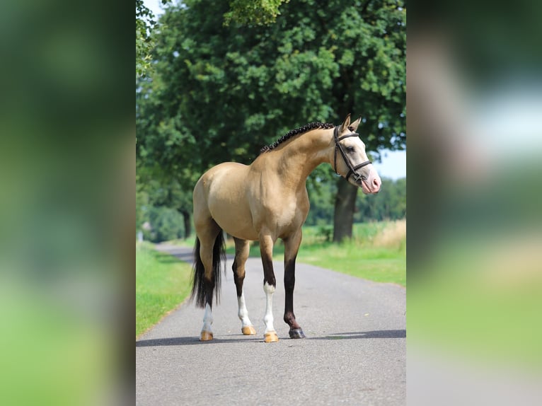 NRPS Gelding 3 years 14,1 hh Buckskin in Asten