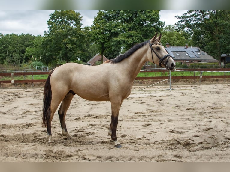 NRPS Gelding 3 years 14,1 hh Buckskin in Nistelrode