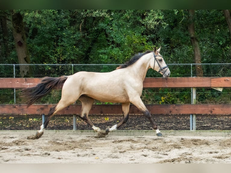 NRPS Gelding 3 years 14,1 hh Buckskin in Nistelrode