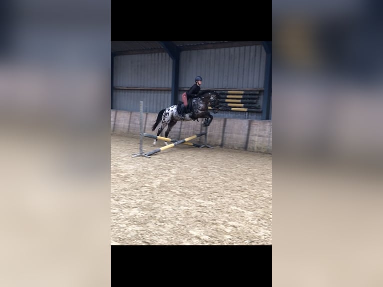 NRPS Gelding 3 years 14,1 hh Leopard-Piebald in Didam