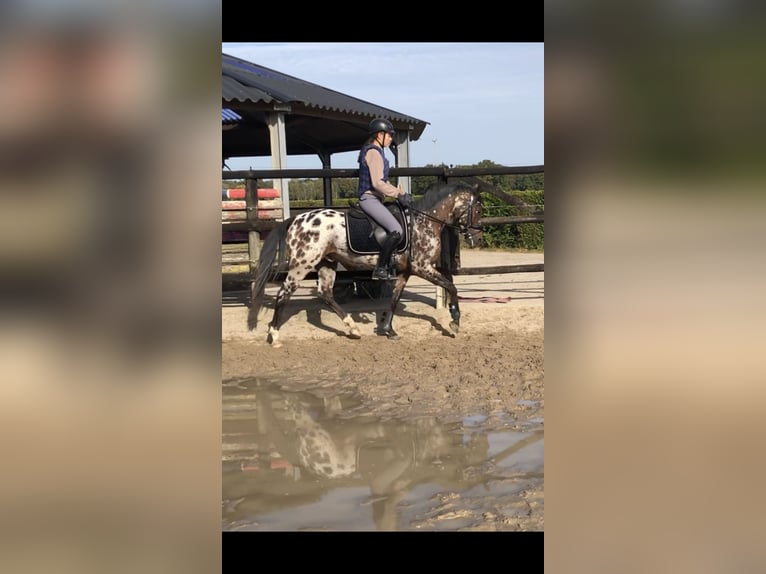 NRPS Gelding 3 years 14,1 hh Leopard-Piebald in Didam