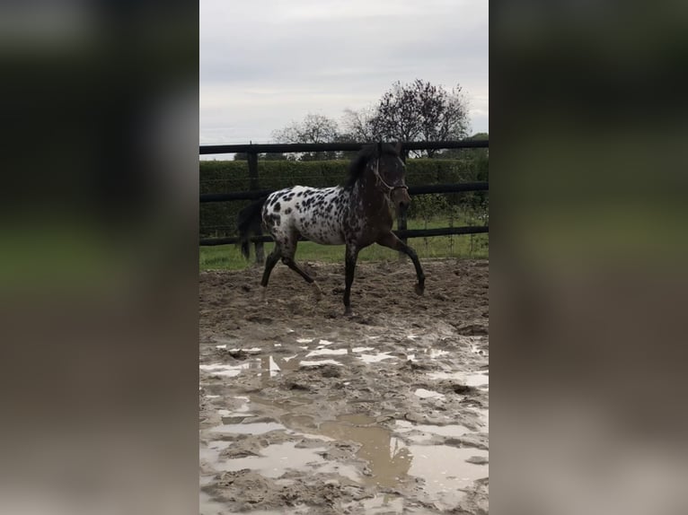 NRPS Gelding 3 years 14,1 hh Leopard-Piebald in Didam