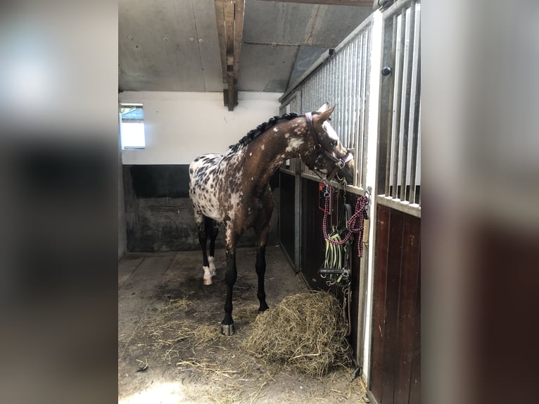 NRPS Gelding 3 years 14,1 hh Leopard-Piebald in Didam