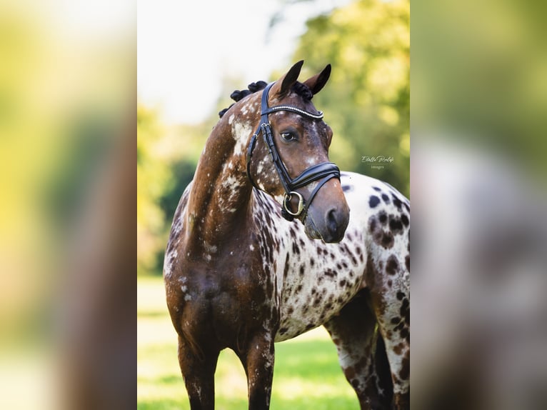 NRPS Gelding 3 years 14,1 hh Leopard-Piebald in Didam