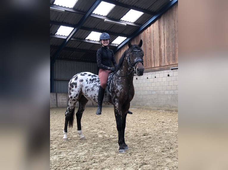 NRPS Gelding 3 years 14,1 hh Leopard-Piebald in Didam