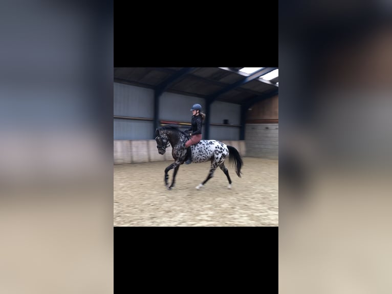 NRPS Gelding 3 years 14,1 hh Leopard-Piebald in Didam