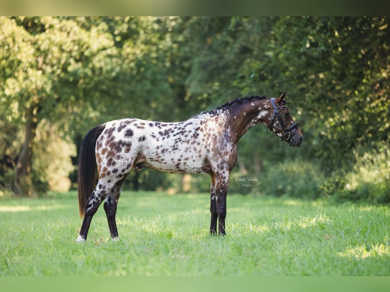 NRPS Gelding 3 years 14,1 hh Leopard-Piebald in Didam