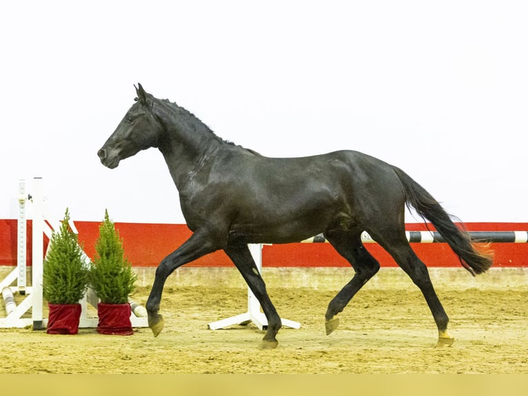 NRPS Gelding 3 years 14.1 hh Smoky-Black in Voorschoten