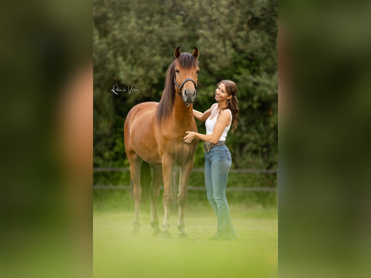 NRPS Mix Gelding 3 years 14.3 hh Brown in Bornerbroek