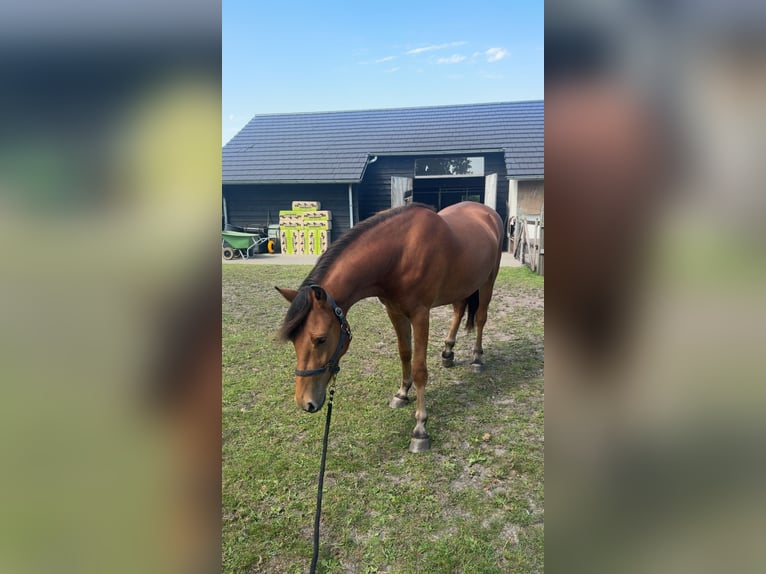 NRPS Mix Gelding 3 years 14.3 hh Brown in Bornerbroek