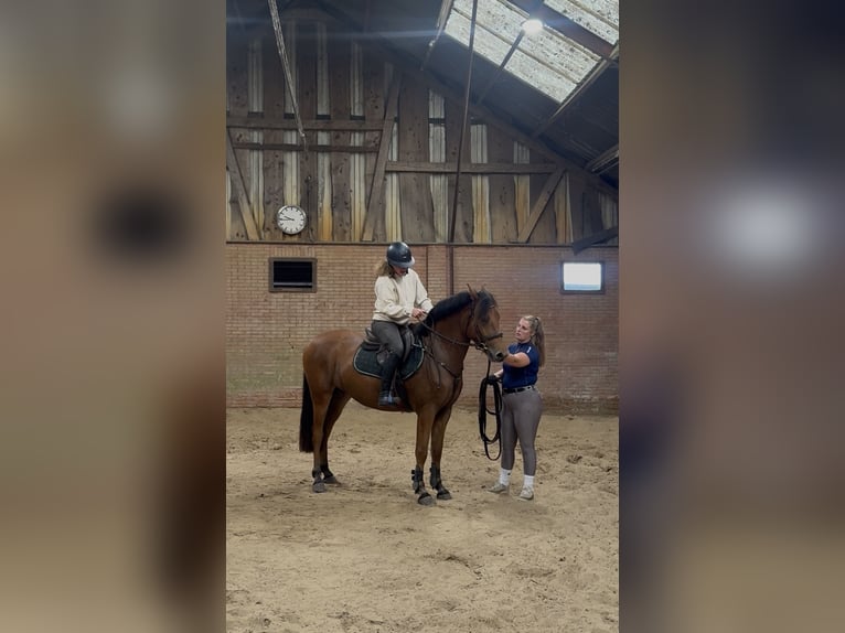 NRPS Mix Gelding 3 years 14.3 hh Brown in Bornerbroek