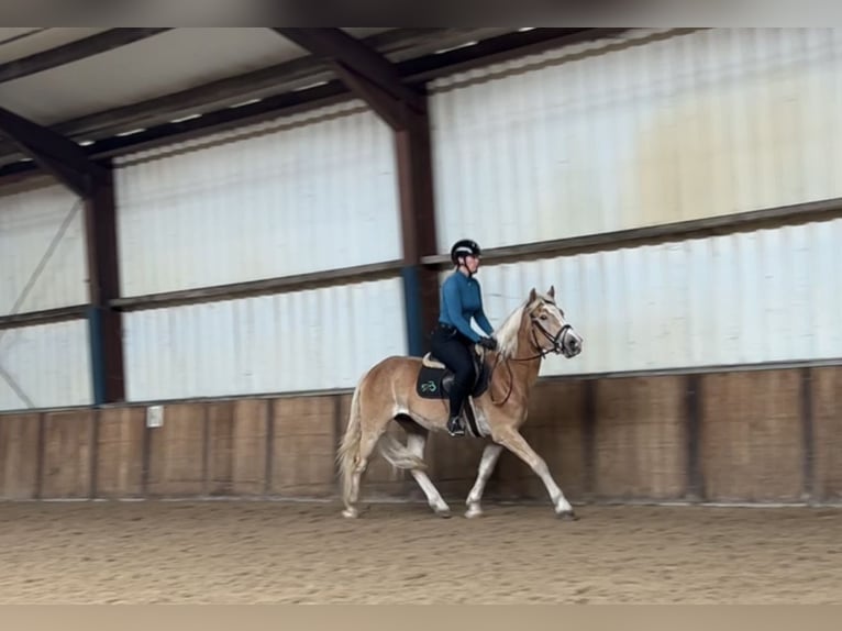 NRPS Gelding 3 years 14,3 hh Palomino in Oud Gastel