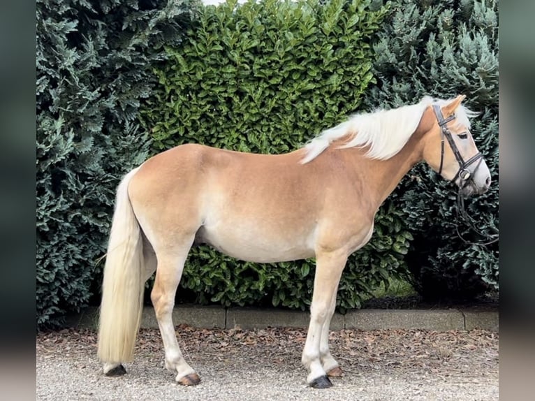 NRPS Gelding 3 years 14,3 hh Palomino in Oud Gastel