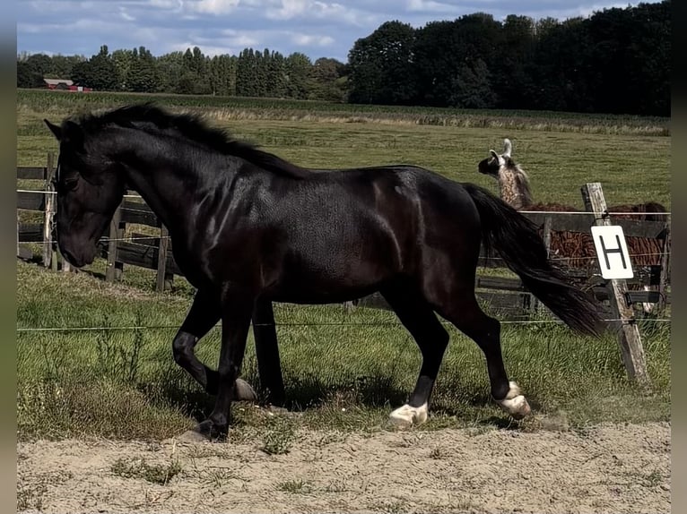NRPS Gelding 3 years 14 hh Black in Zwartewaal