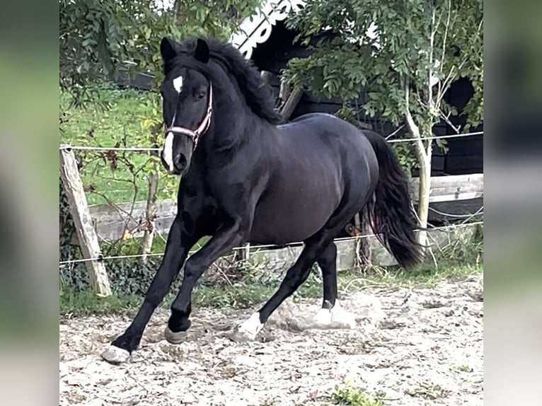 NRPS Gelding 3 years 14 hh Black in Zwartewaal