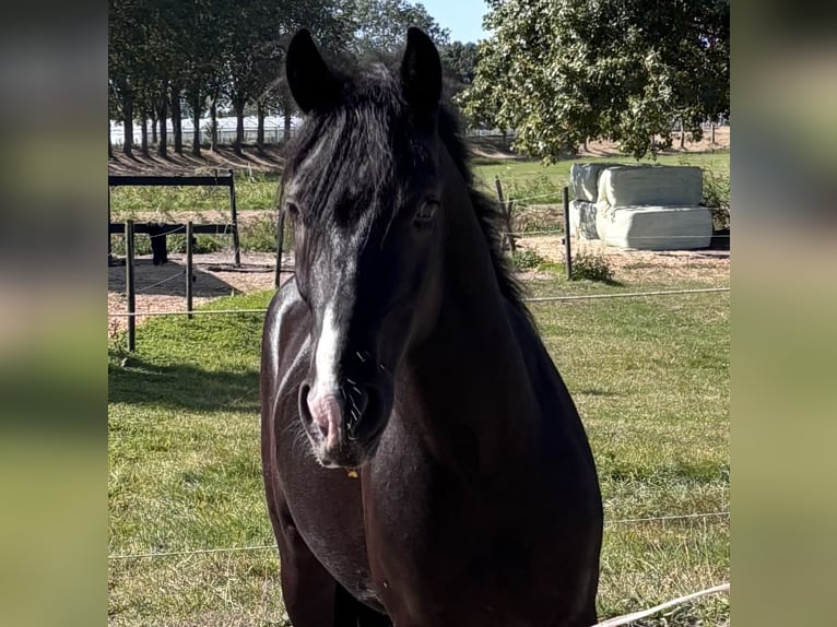 NRPS Gelding 3 years 14 hh Black in Zwartewaal