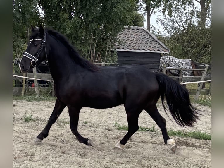 NRPS Gelding 3 years 14 hh Black in Zwartewaal