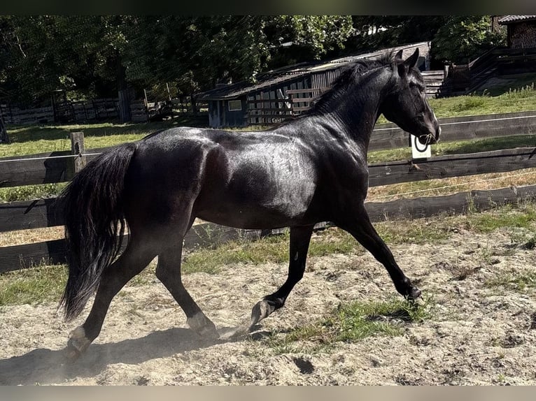 NRPS Gelding 3 years 14 hh Black in Zwartewaal