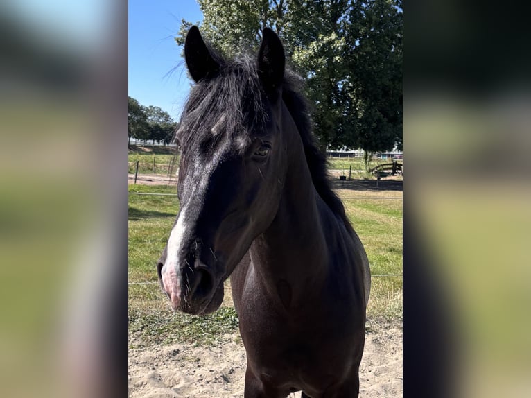 NRPS Gelding 3 years 14 hh Black in Zwartewaal