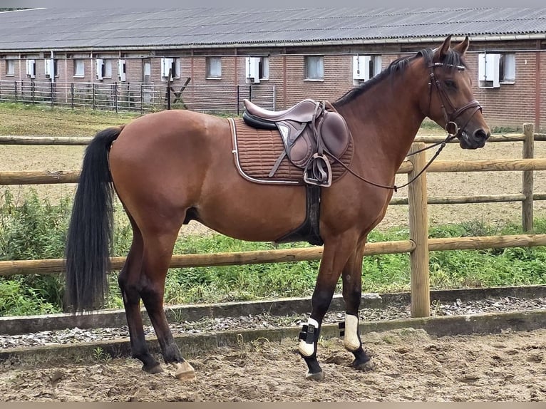 NRPS Mix Gelding 3 years 14,1 hh Brown in Venlo