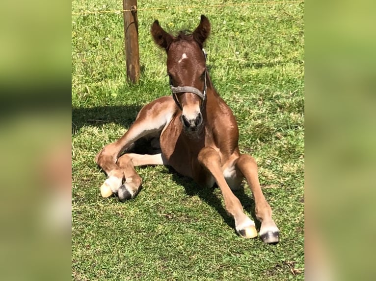 NRPS Mix Gelding 3 years 14,1 hh Brown in Venlo