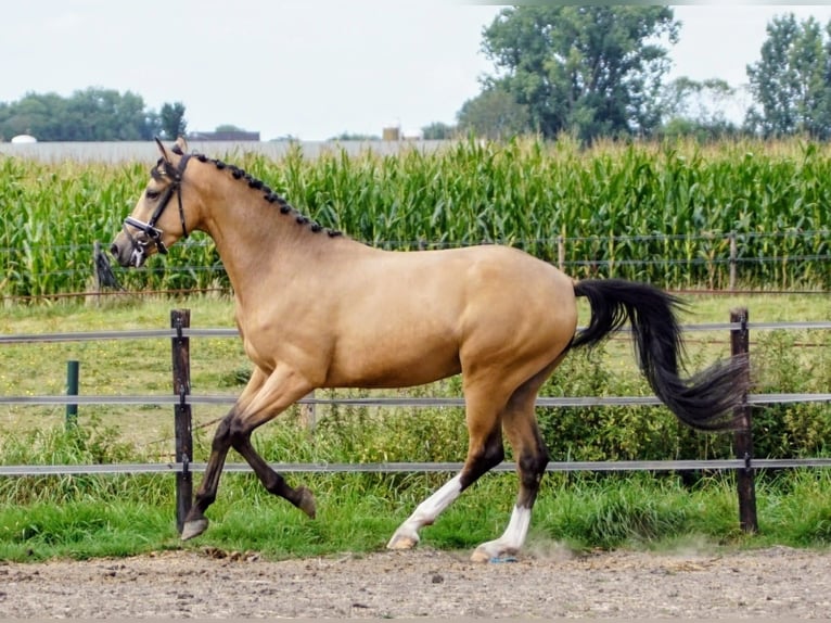 NRPS Gelding 3 years 14,1 hh Red Dun in Hellouw