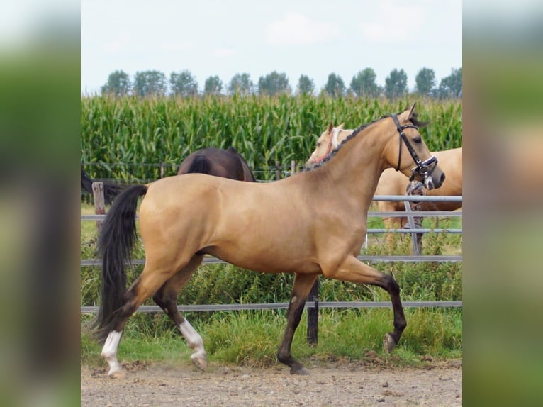 NRPS Gelding 3 years 14,1 hh Red Dun in Hellouw