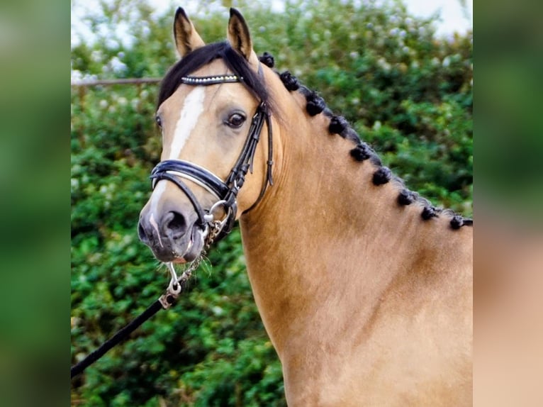 NRPS Gelding 3 years 14,1 hh Red Dun in Hellouw