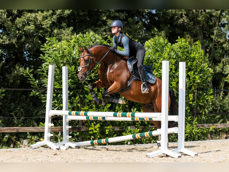 NRPS Gelding 3 years 15 hh Brown in Didam