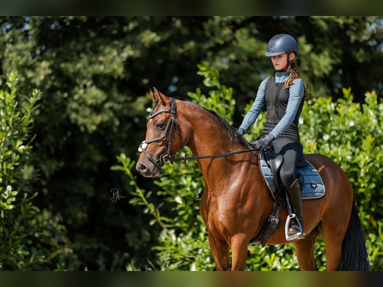 NRPS Gelding 3 years 15 hh Brown in Didam