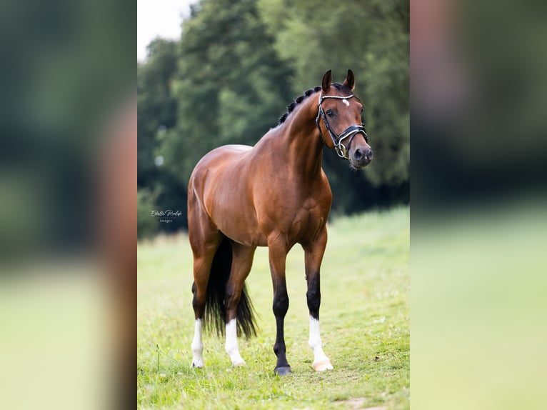 NRPS Gelding 3 years 15 hh Brown in Didam