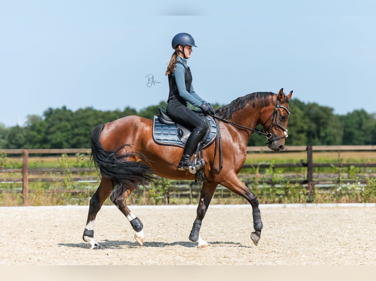 NRPS Gelding 3 years 15 hh Brown in Didam