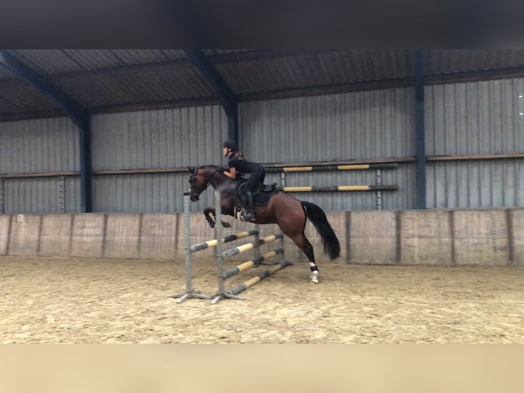 NRPS Gelding 3 years 15 hh Brown in Didam