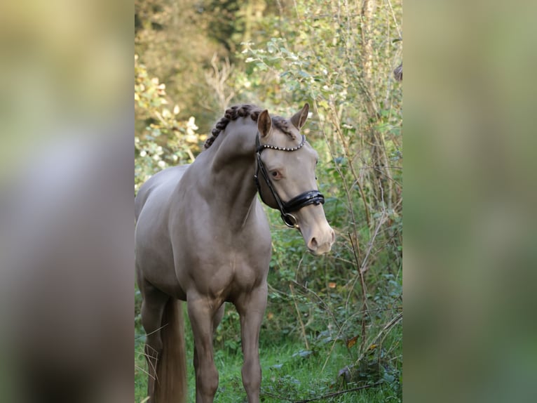 NRPS Gelding 3 years 15 hh Champagne in Heemskerk