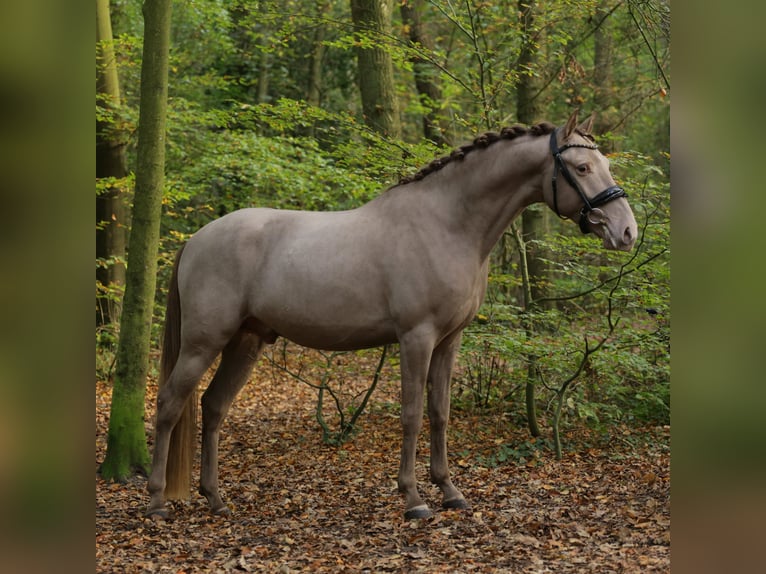 NRPS Gelding 3 years 15 hh Champagne in Heemskerk