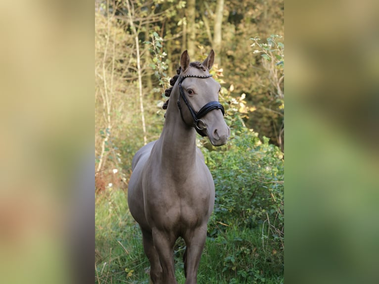 NRPS Gelding 3 years 15 hh Champagne in Heemskerk