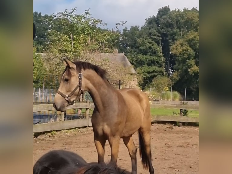 NRPS Gelding 3 years 15,1 hh Dun in Zwinderen