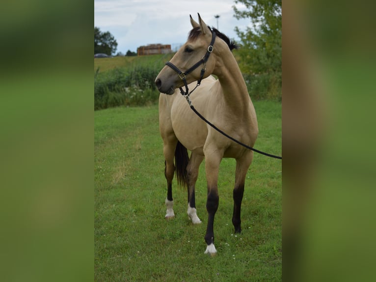 NRPS Gelding 3 years 15,1 hh in Apeldoorn
