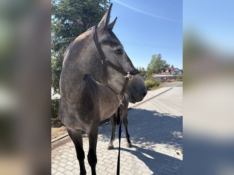 NRPS Gelding 3 years 16.3 hh  in Waidhaus