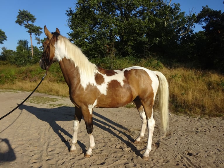 NRPS Gelding 3 years 16 hh Buckskin in Well L