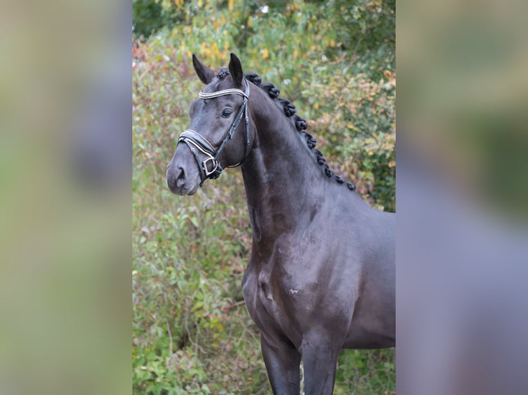 NRPS Gelding 3 years 16,2 hh Black in Oosterhout NRPS Gelding 3 years 16,2 hh Black in Oosterhout