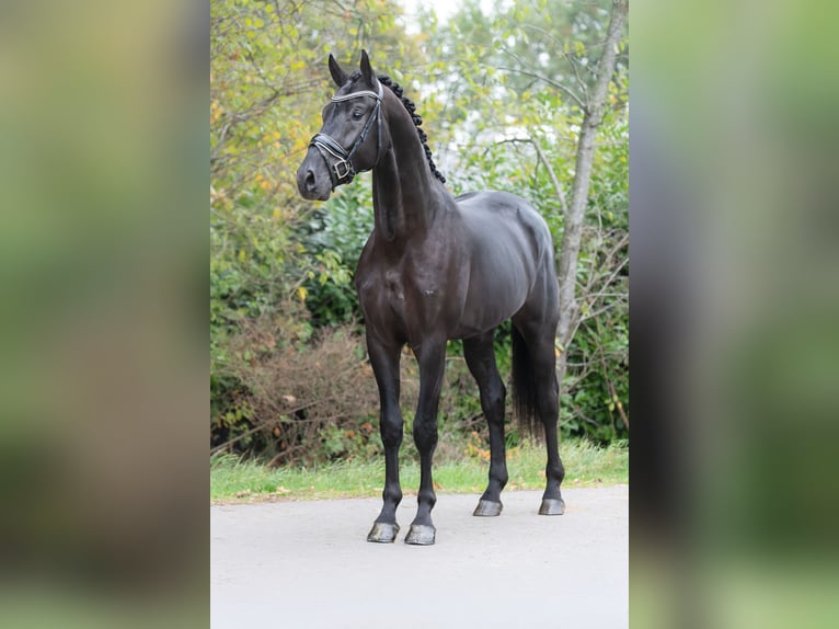 NRPS Gelding 3 years 16,2 hh Black in Oosterhout NRPS Gelding 3 years 16,2 hh Black in Oosterhout